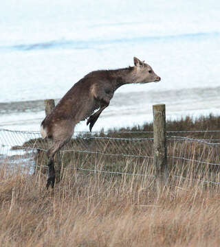 Image of sika deer