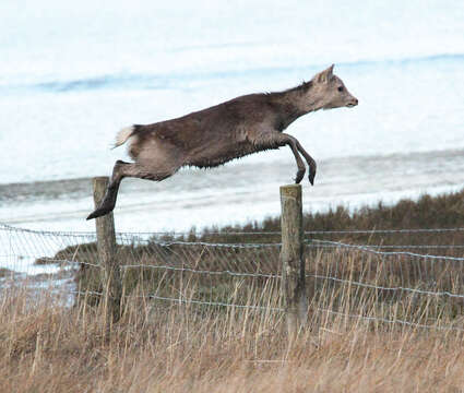 Image of sika deer