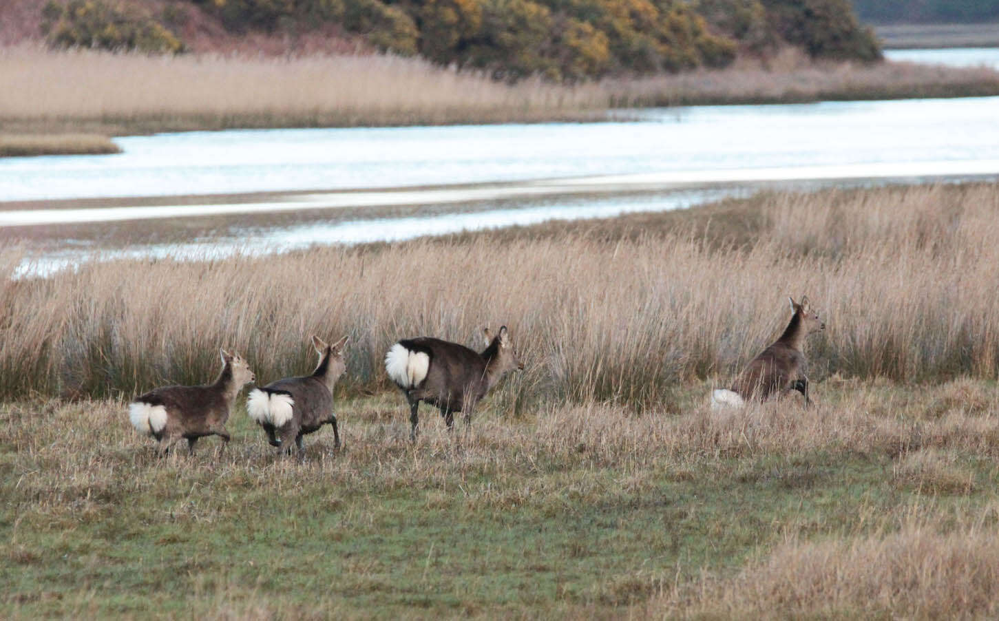 Image of sika deer