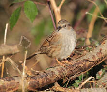 Image of Prunella modularis occidentalis (Hartert 1910)