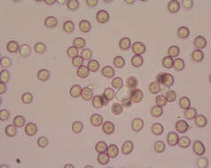 صورة Microbotryum lychnidis-dioicae (DC.) G. Deml & Oberw. 1982