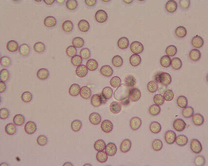 صورة Microbotryum lychnidis-dioicae (DC.) G. Deml & Oberw. 1982