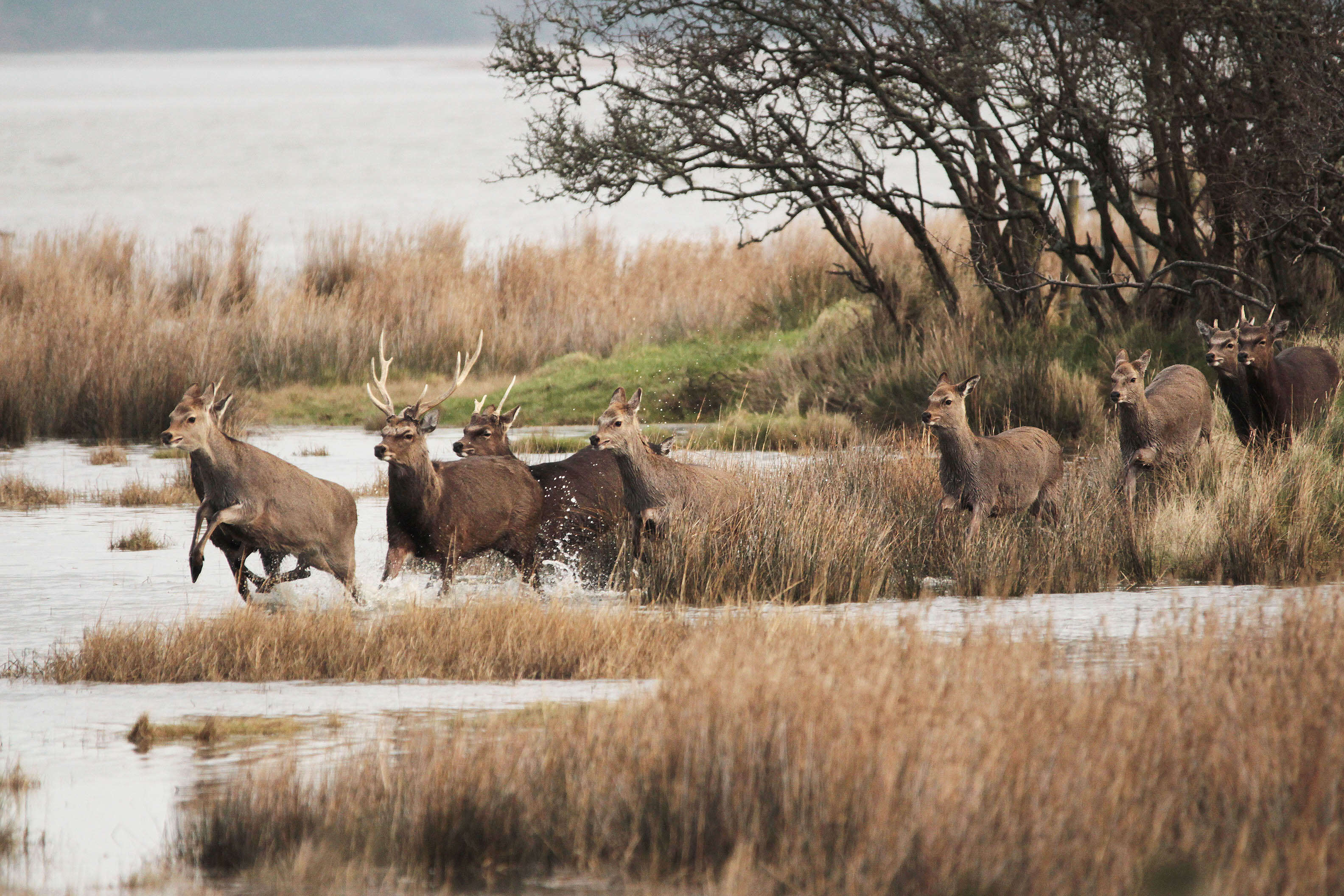 Image of sika deer