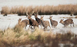 Image of sika deer