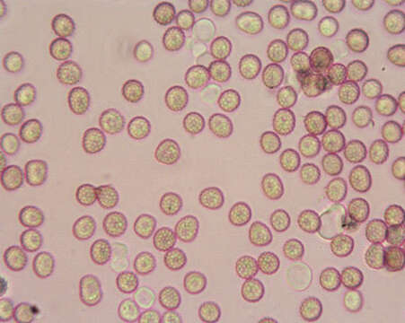 صورة Microbotryum lychnidis-dioicae (DC.) G. Deml & Oberw. 1982