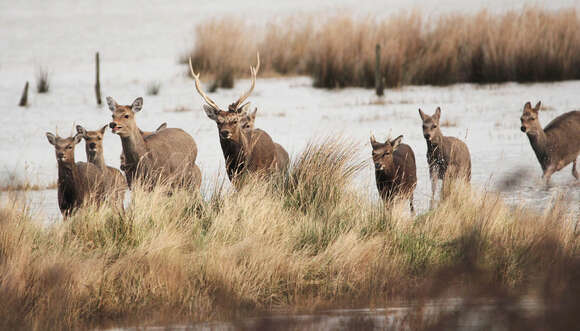 Image of sika deer