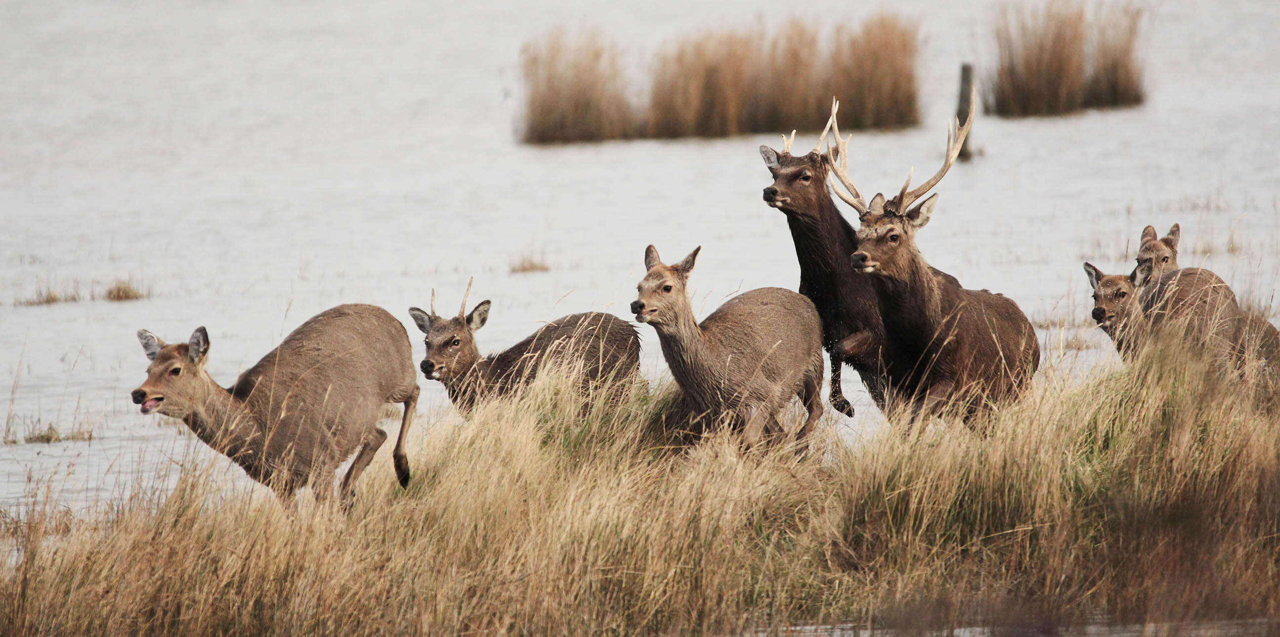 Image of sika deer