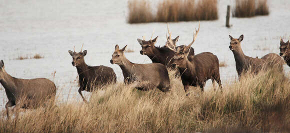 Image of sika deer