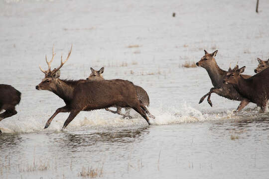 Image of sika deer