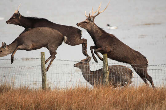 Image of sika deer