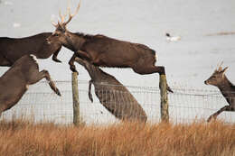 Image of sika deer