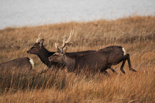 Image de Cerf Sika