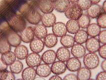 صورة Microbotryum lychnidis-dioicae (DC.) G. Deml & Oberw. 1982