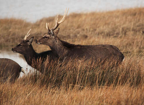 Image de Cerf Sika