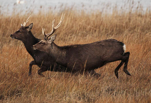 Image of sika deer