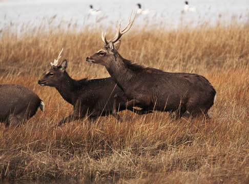 Image de Cerf Sika