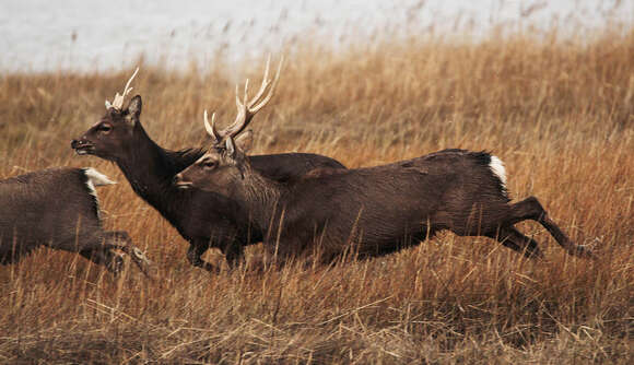 Image de Cerf Sika