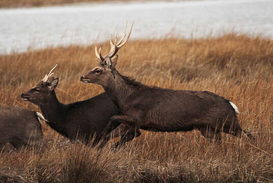 Image de Cerf Sika