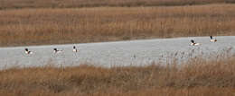 Image of shelduck, common shelduck