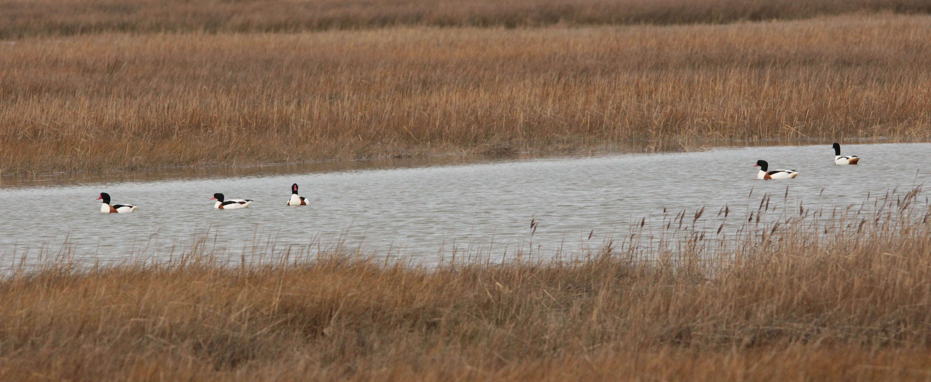 Image of shelduck, common shelduck