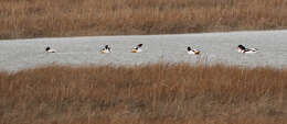 Image of shelduck, common shelduck