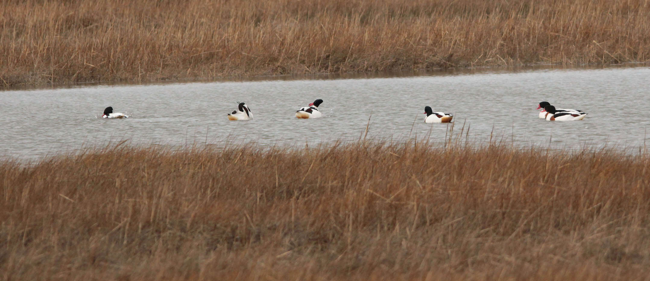 Image of shelduck, common shelduck