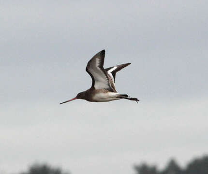 Image of Black-tailed Godwit