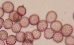 صورة Microbotryum lychnidis-dioicae (DC.) G. Deml & Oberw. 1982