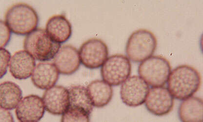 Image of Microbotryum lychnidis-dioicae (DC.) G. Deml & Oberw. 1982