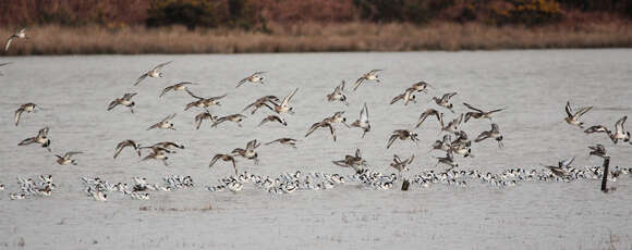 Image of Black-tailed Godwit