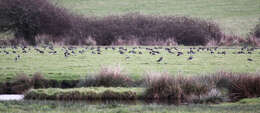 Image of Lapwing