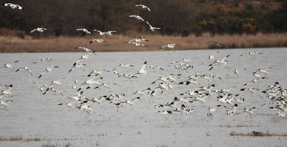 Image of avocet, pied avocet