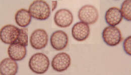 صورة Microbotryum lychnidis-dioicae (DC.) G. Deml & Oberw. 1982