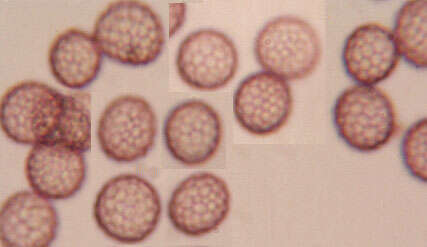 صورة Microbotryum lychnidis-dioicae (DC.) G. Deml & Oberw. 1982