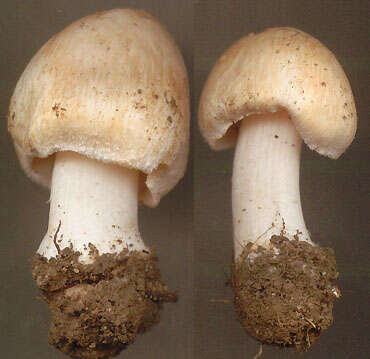 Imagem de Inocybe erubescens A. Blytt 1905