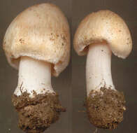 Imagem de Inocybe erubescens A. Blytt 1905