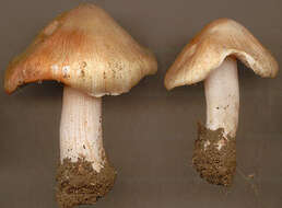 Imagem de Inocybe erubescens A. Blytt 1905