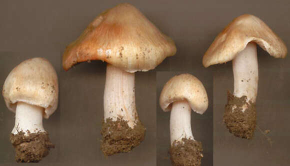 Imagem de Inocybe erubescens A. Blytt 1905