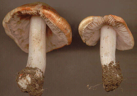 Imagem de Inocybe erubescens A. Blytt 1905