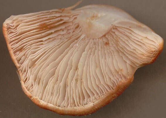 Imagem de Inocybe erubescens A. Blytt 1905