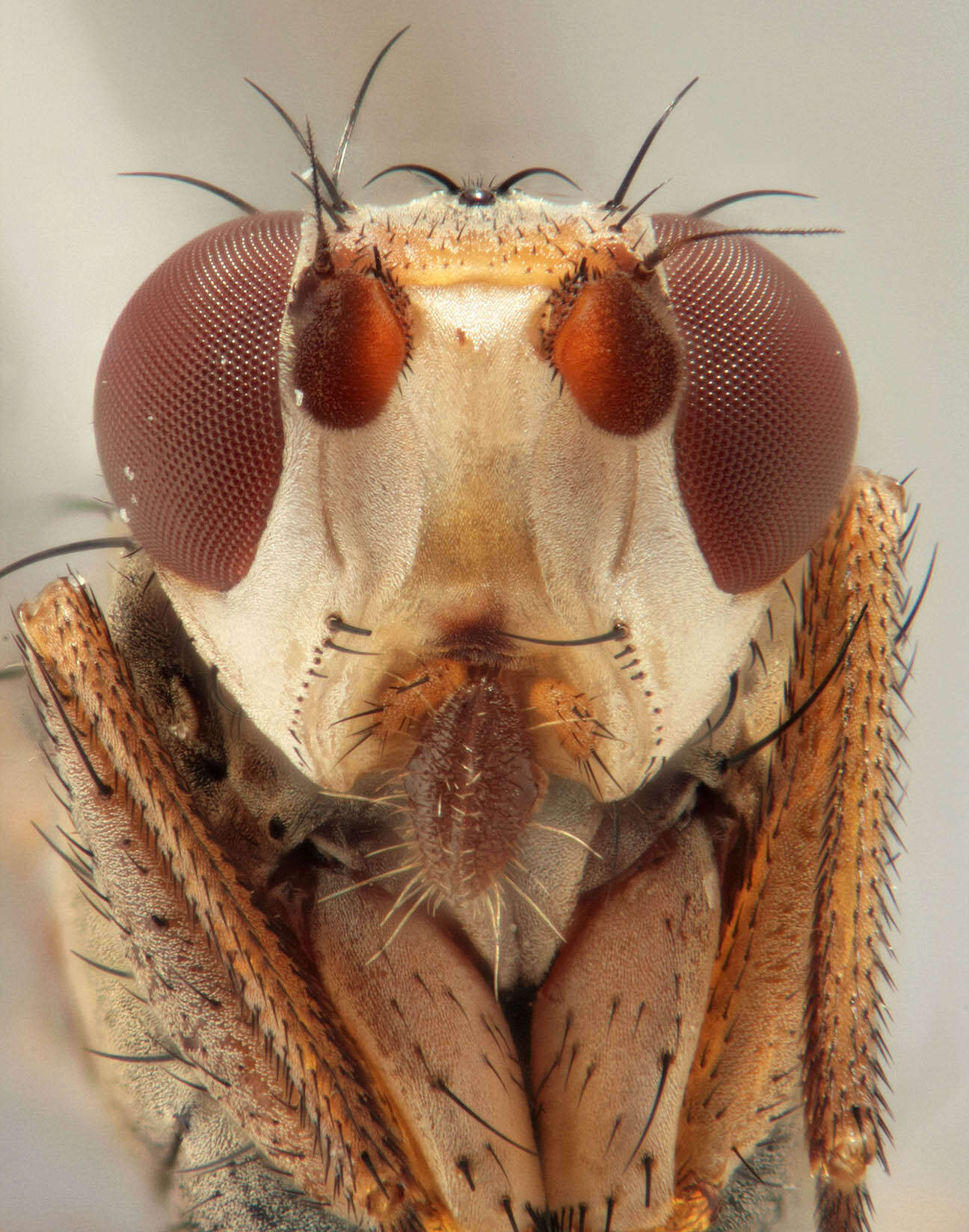 Image of Tephrochlamys rufiventris (Meigen 1830)