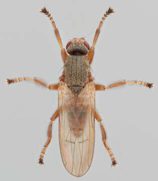 Image of Malacomyia