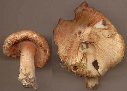 Imagem de Inocybe erubescens A. Blytt 1905