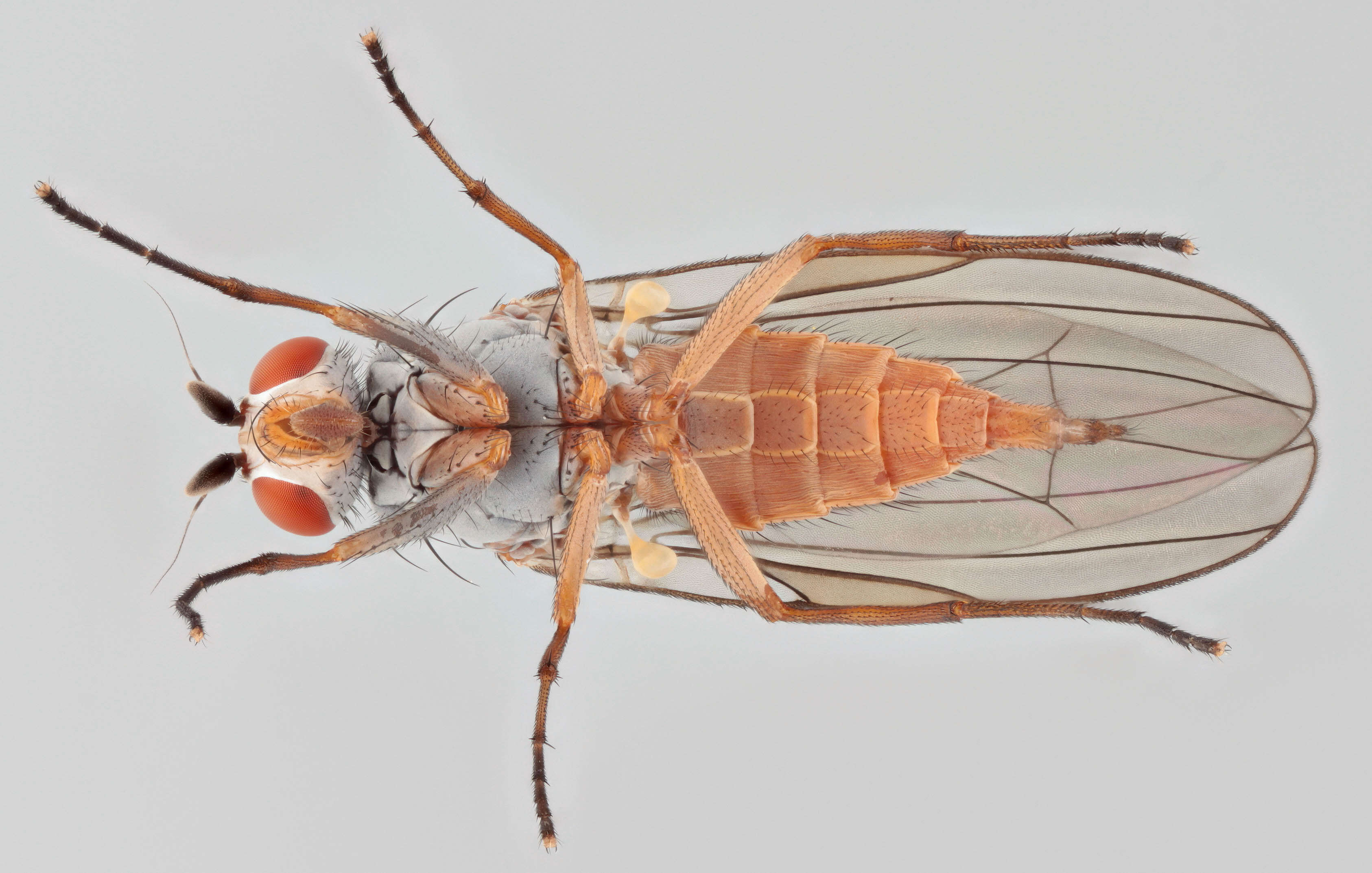 Image of Heteromyza rotundicornis (Zetterstedt 1846)