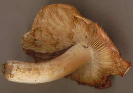 Imagem de Inocybe erubescens A. Blytt 1905