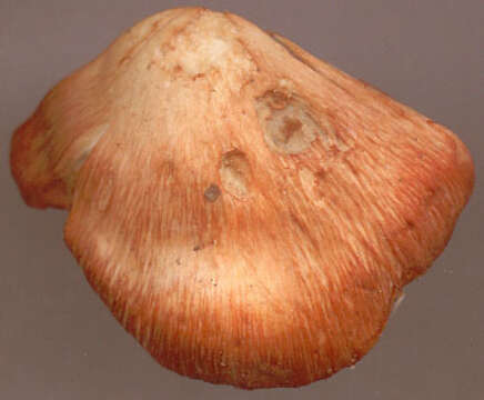 Image of Inocybe erubescens A. Blytt 1905