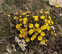 Image of coltsfoot