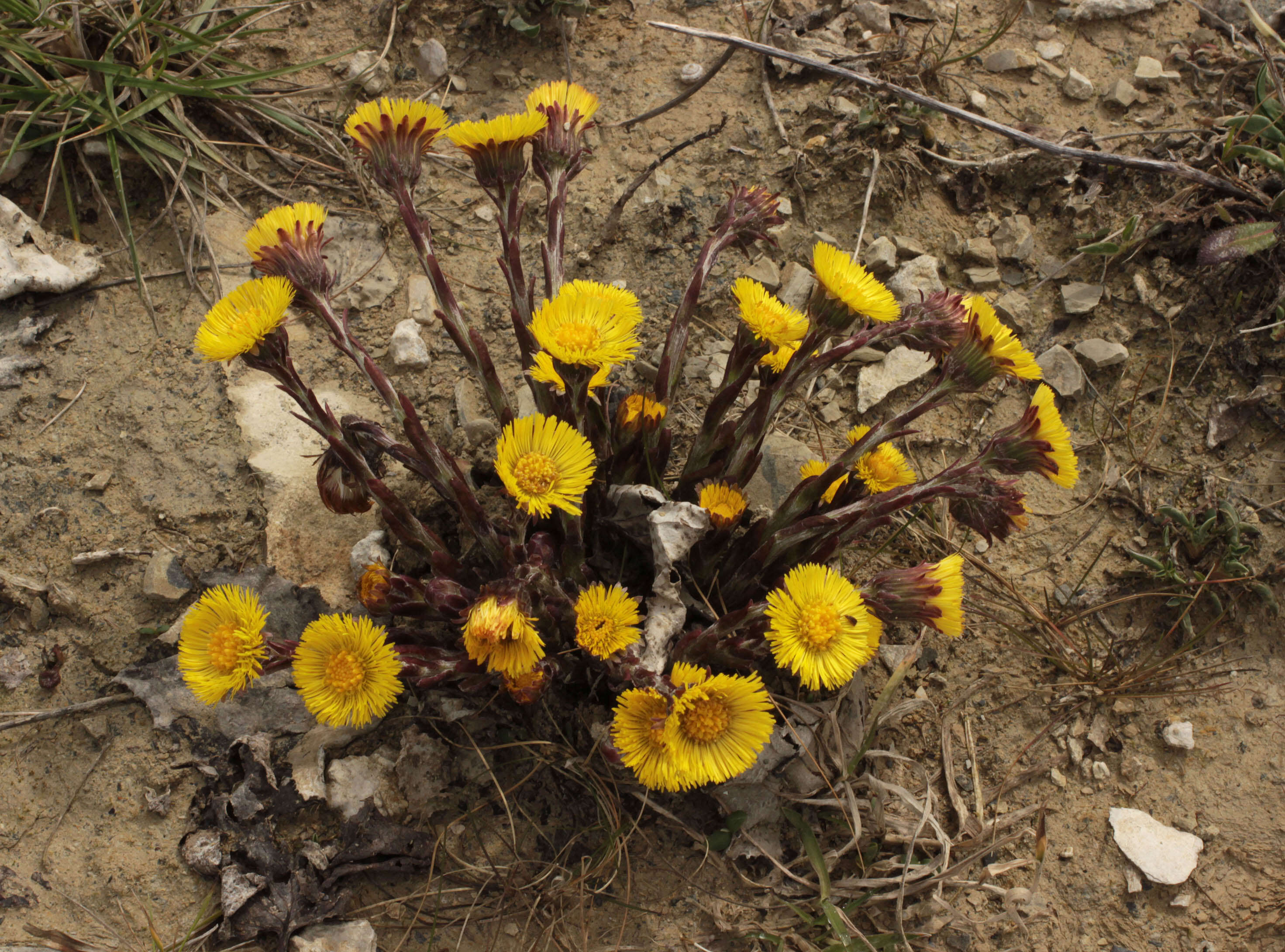 Plancia ëd Tussilago