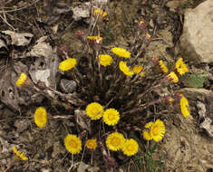 Image of coltsfoot