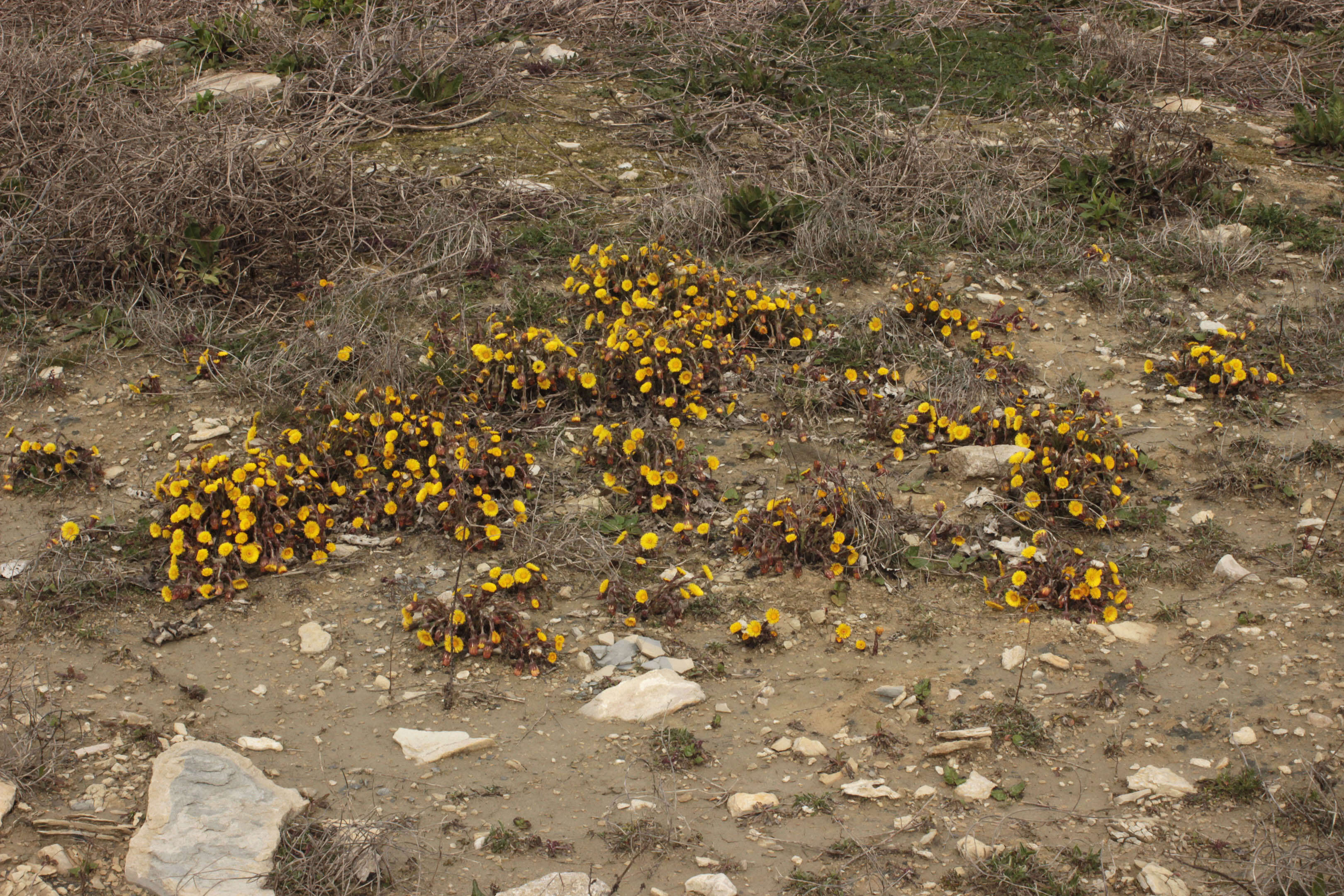 Plancia ëd Tussilago